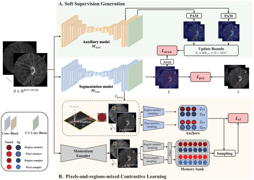 Points-Supervised Fundus Vessel Segmentation via Shape Priors and Contrastive Learning